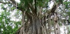 Rainforest Tours - Wait a While image 2