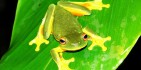 Rainforest Tours - Wait a While image 3