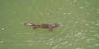 Rainforest Tours - Wait a While image 4
