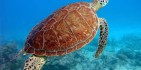 Island Day Cruise - Reef Ryder image 5