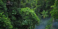 Jungle Surfing - Cape Tribulation - Everything Australia