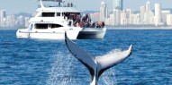 Whale Watching - Sea World Whale Watch - Everything Australia