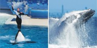 Sea World & Whale Watch Combo - Everything Australia