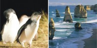 Great Ocean Road & Phillip Island Penguins Combo - Everything Australia
