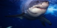 Shark Diving - Swim with Great Whites - Everything Australia