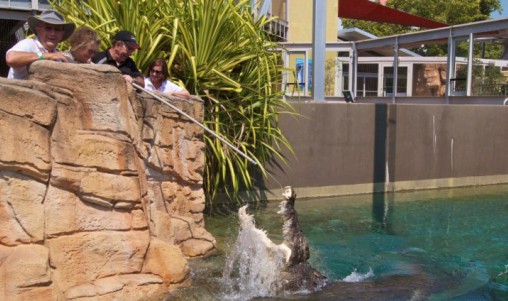Crocosaurus Cove Big Croc Feed Experience - Darwin