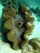 Giant Clam - Great Barrier Reef - Cairns