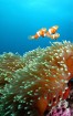 Nemo - famous on the Great Barrier Reef