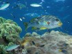 Sweetlips