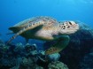 Turtle - GBR! What a dude!