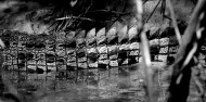 Whitsunday Crocodile Safari image 4