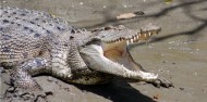 Whitsunday Crocodile Safari image 1