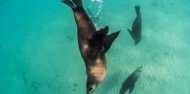 Dolphin & Seal Swim - Polperro image 5