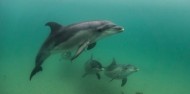 Dolphin & Seal Swim - Polperro image 2