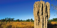 Termite mound