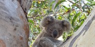 Four Wheel Drive - North Stradbroke Island image 5