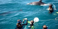 Dolphin & Seal Swim - Polperro image 4