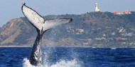 Whale Watching Tour in Cape Byron Marine Reserve - Byron Bay Dive Centre image 2