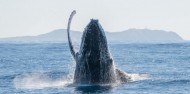 Whale Watching Tour in Cape Byron Marine Reserve - Byron Bay Dive Centre image 3