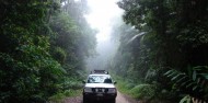 Rainforest Tours - Wait a While image 1