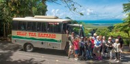 Daintree Rainforest & Cape Tribulation Tour image 7