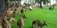 Australia Zoo Day Tour from Brisbane image 4