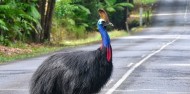 Cape Tribulation Tours - Cape Trib Connections image 6