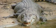 Uncle Brians - Cape Tribulation 1 Day Tour image 3