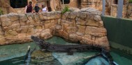 Crocosaurus Cove Big Croc Feed Experience image 6