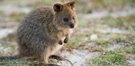 Discover Rottnest Island image 2