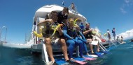 Reef & Cape Tribulation Rainforest Combo image 11