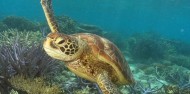 Green Island Full Day Reef Cruise - Big Cat image 7