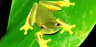 Green tree frog