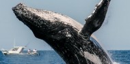 Whale Watching Tour in Cape Byron Marine Reserve - Byron Bay Dive Centre image 4
