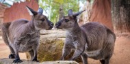 Wild Life Sydney Zoo image 2