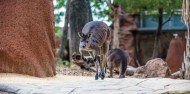 Wild Life Sydney Zoo image 6