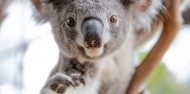 Wild Life Sydney Zoo image 1