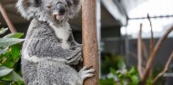 Wild Life Sydney Zoo image 5