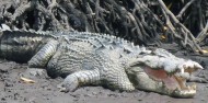 Jet Ski Crocodile Spotting Tour image 3