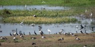 Fogg Dam Conservation Reserve