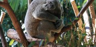 Currumbin Wildlife Sanctuary image 1