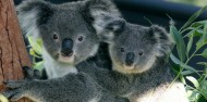 Taronga Zoo Guided Tour - Aboriginal Discovery Tour image 3