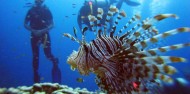 Learn to Dive Course - 4 Days - Port Douglas - Blue Dive image 5