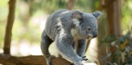 Lone Pine Koala Sanctuary & River Cruise image 2