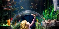 Melbourne Sea Life Aquarium image 4