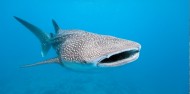 Whale Shark Swim - Ocean Eco Adventures image 5