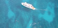 Whale Shark Swim - Ocean Eco Adventures image 3