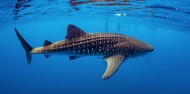 Whale Shark Swim - Ocean Eco Adventures image 1