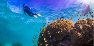 Whale Shark Swim - Ocean Eco Adventures image 2