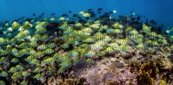 Whale Shark Swim - Ocean Eco Adventures image 6